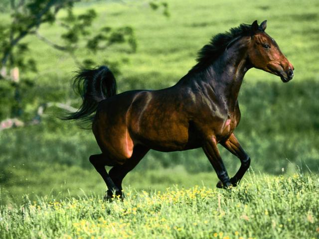 65-1600x1200-horse.jpg.jpg